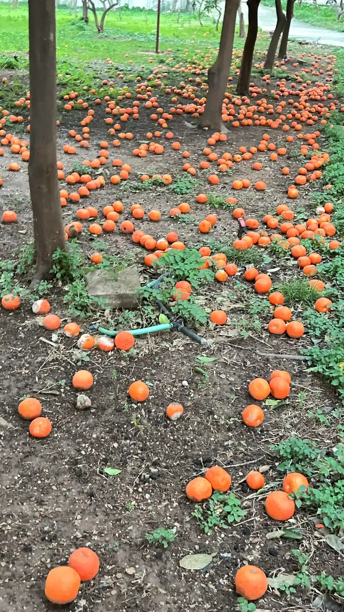 Antalya’nın Simgesi Turunçlar Dallardan Yere Düştü! 3